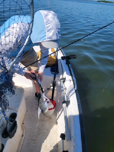 Gafftopsail Catfish record catch